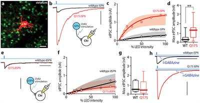 Enhanced GABAergic Inhibition of Cholinergic Interneurons in the zQ175+/− Mouse Model of Huntington's Disease